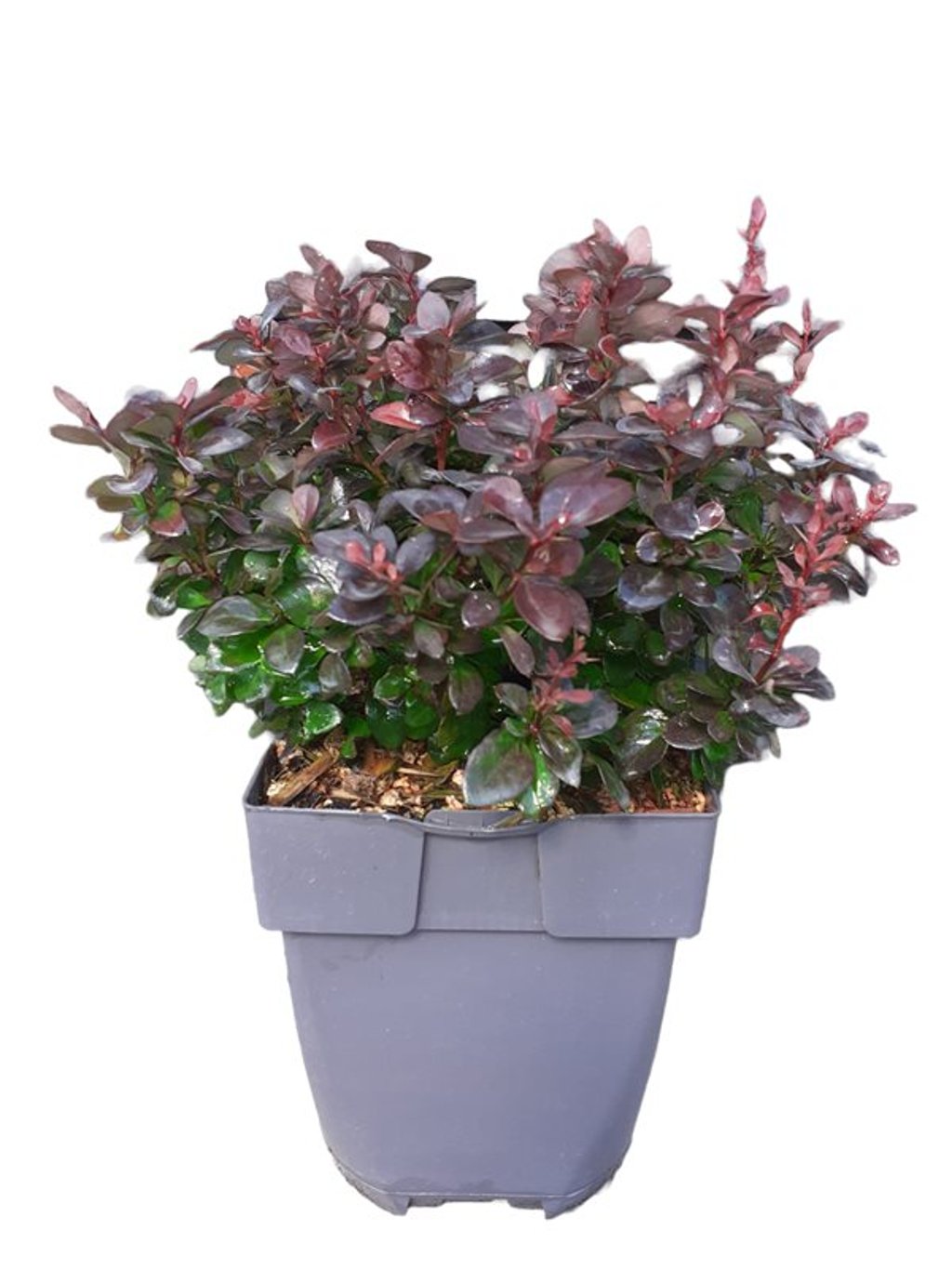 Berberis thunb. 'Concorde' - C2